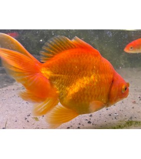 Kultakala fantail punainen XXL - Carassius auratus goldfish