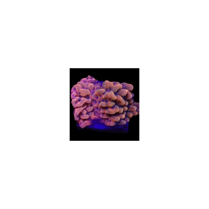 Montipora danae (JF Altered Ego) (frag) | SPS-kivikoralli |…