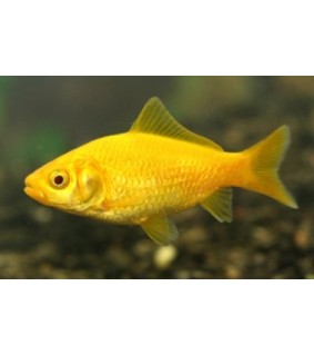 Kultakala keltainen 4-9 cm - Carassius auratus goldfish yellow
