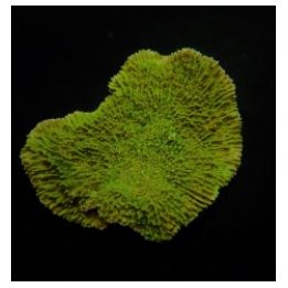 Montipora spp. (Laminar) (Green) (frag) | SPS-kivikoralli |…