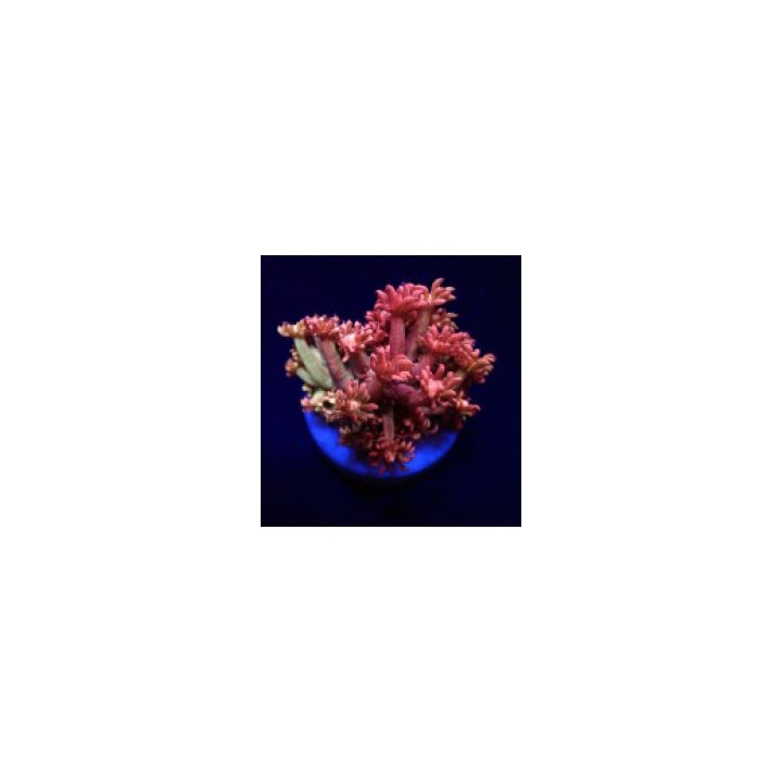 Goniopora spp. (Paloma) (frag) | LPS-kivikoralli | Akvaario…