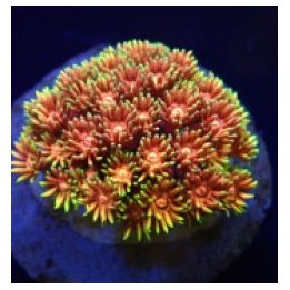 Goniopora spp. (Hellfire) (frag) | LPS-kivikoralli | Akvaar…