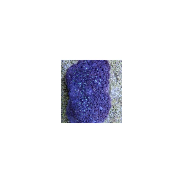 Goniopora spp. Blue (Frag) | LPS-kivikoralli | Akvaariokeid…