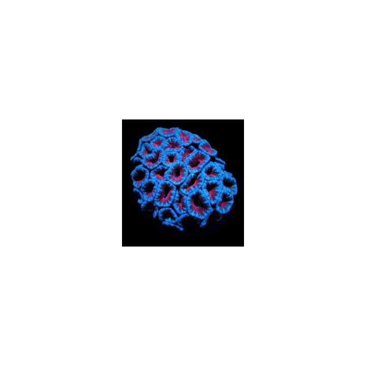 Micromussa spp. (Red) (frag) | LPS-kivikoralli | Akvaarioke…