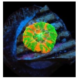 Scolymia australis (Bleeding Apple) (Captive Spawned) | LPS…