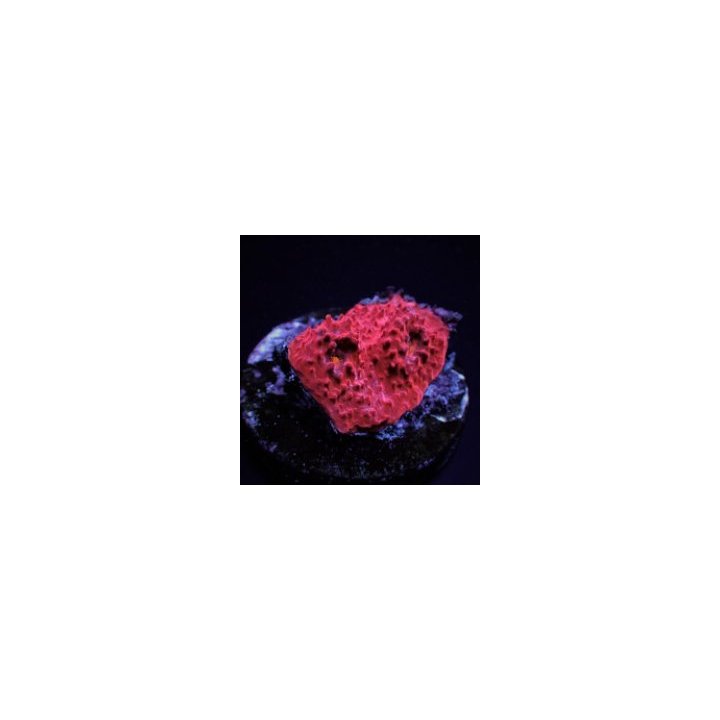 Mycedium spp. (Red) (frag) | LPS-kivikoralli | Akvaariokeid…