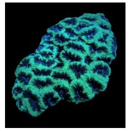 Micromussa spp. (Green) (frag) | LPS-kivikoralli | Akvaario…