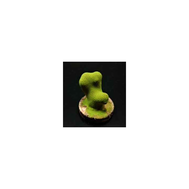 Porites cylindrica (Yellow-Green) (frag) | LPS-kivikoralli …