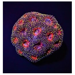 Acanthastrea echinata (Premium) (frag) | LPS-kivikoralli | …