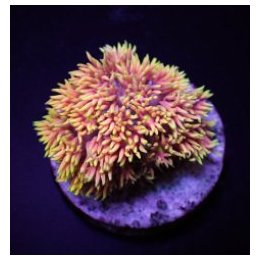 Goniopora spp. (Special Selected) (frag) | LPS-kivikoralli …