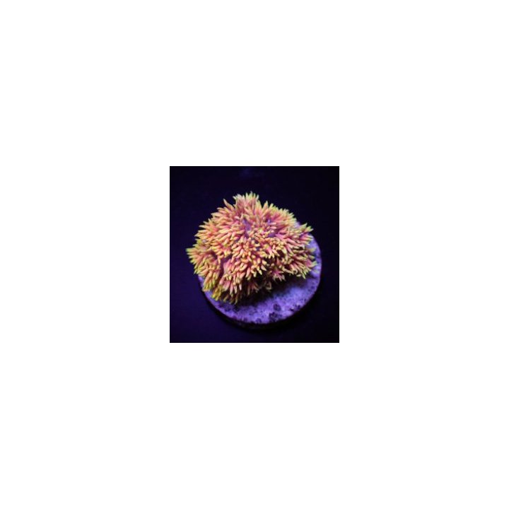 Goniopora spp. (Special Selected) (frag) | LPS-kivikoralli …