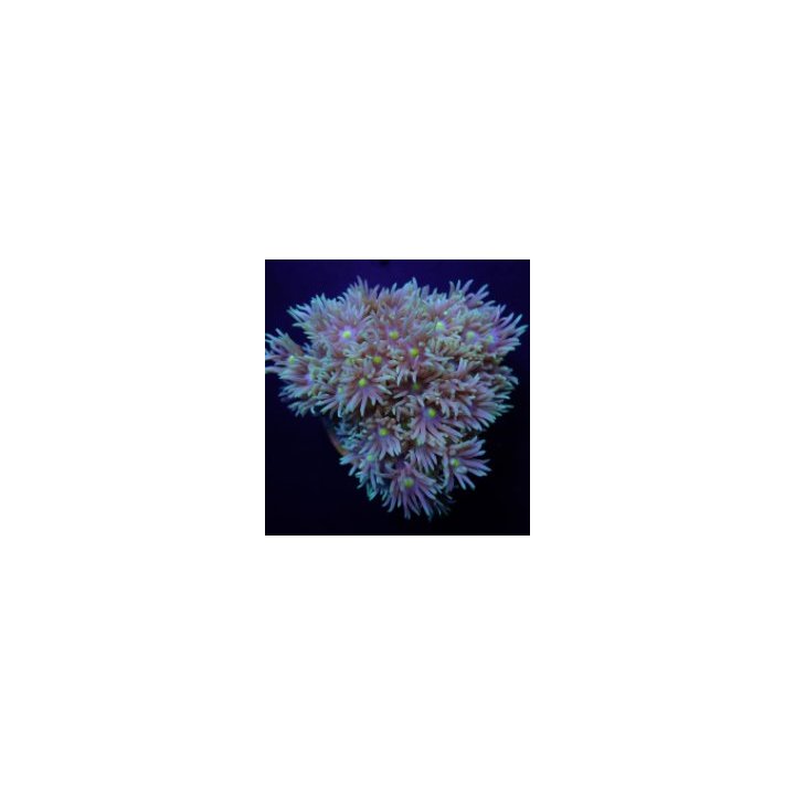 Goniopora spp. (Green-Blue Center) (frag) | LPS-kivikoralli…