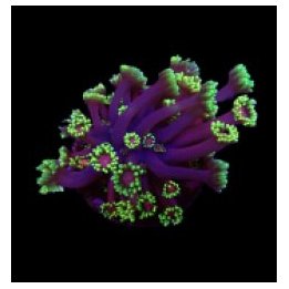 Goniopora spp. (Tequila Sunrise) (frag) | LPS-kivikoralli |…