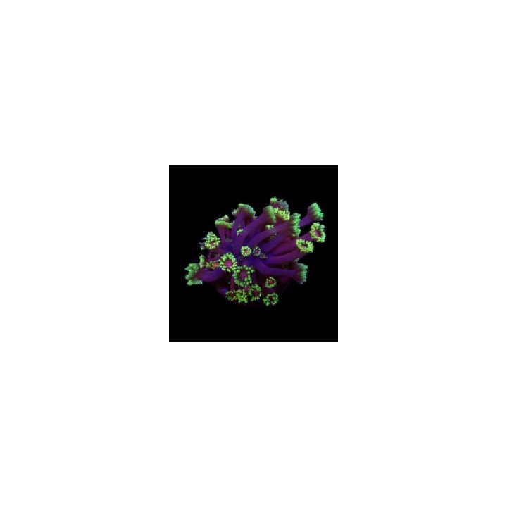 Goniopora spp. (Tequila Sunrise) (frag) | LPS-kivikoralli |…