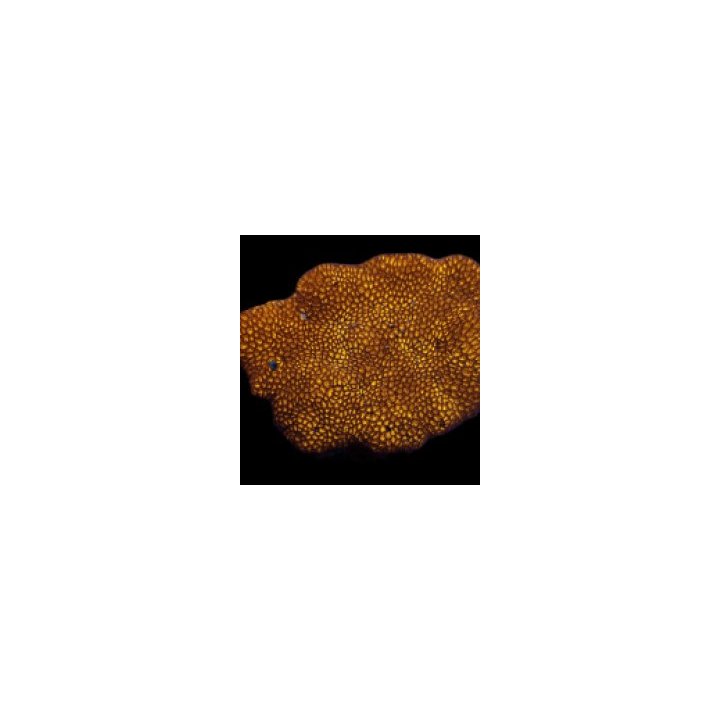 Leptastrea spp. (Premium) (frag) | LPS-kivikoralli | Akvaar…