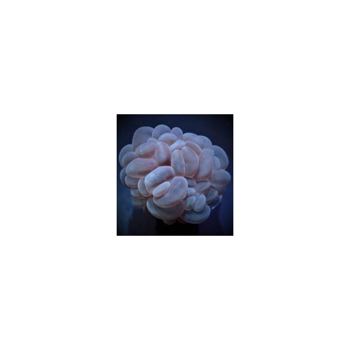 Plerogyra sinuosa (frag) | LPS-kivikoralli | Akvaariokeidas
