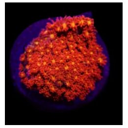 Goniopora spp. (Mickey Mouse) (frag) | LPS-kivikoralli | Ak…