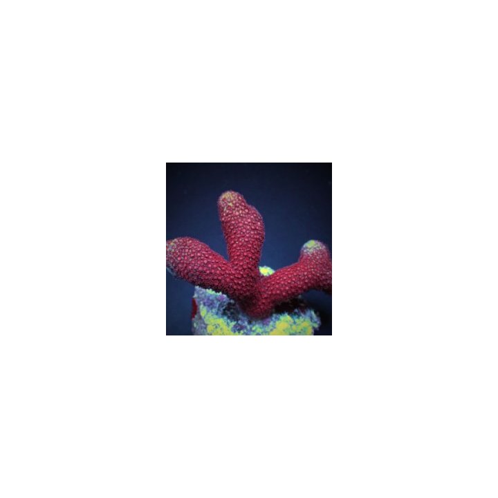 Porites spp. (Bordeaux) (frag) | LPS-kivikoralli | Akvaario…