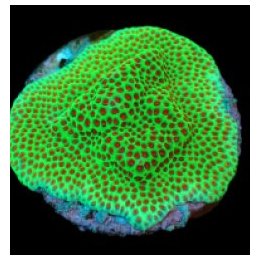 Porites spp. (Encrusting) (Red Polyp) (frag) | LPS-kivikora…