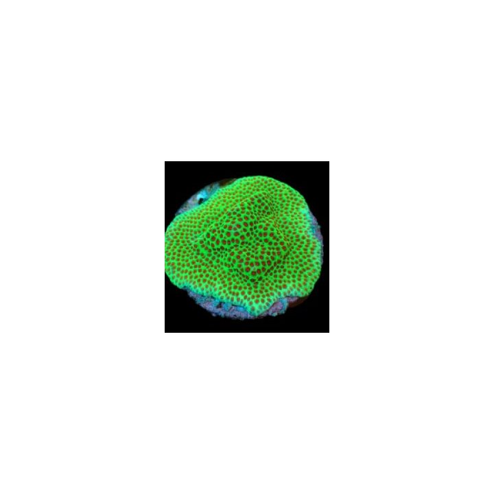 Porites spp. (Encrusting) (Red Polyp) (frag) | LPS-kivikora…