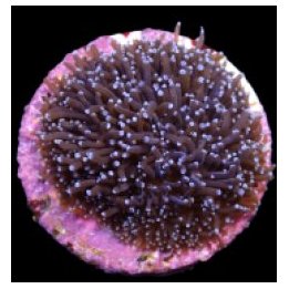 Galaxea spp. (Common) (frag) | LPS-kivikoralli | Akvaarioke…