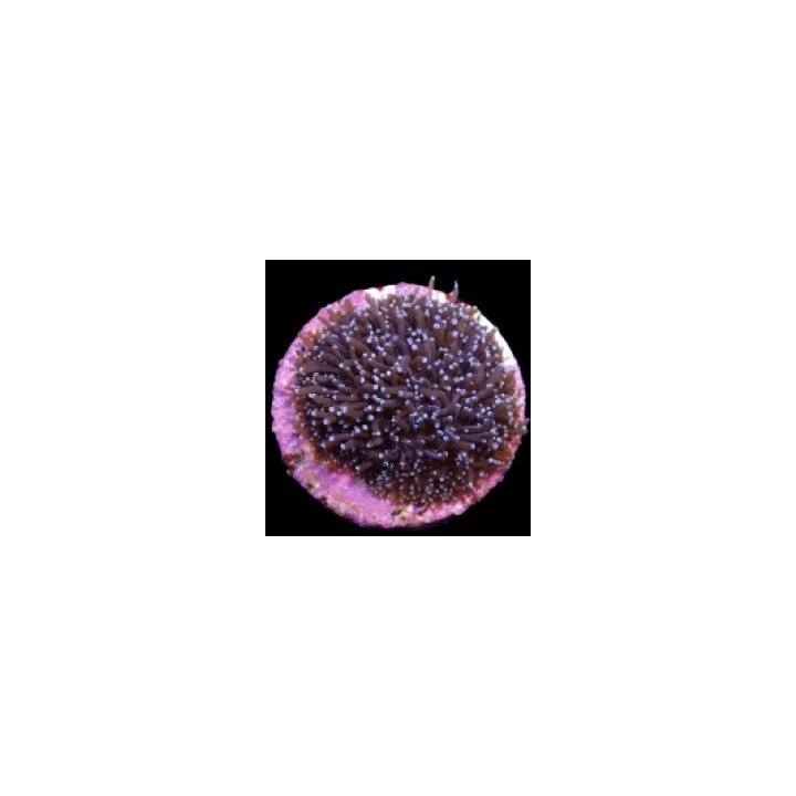 Galaxea spp. (Common) (frag) | LPS-kivikoralli | Akvaarioke…