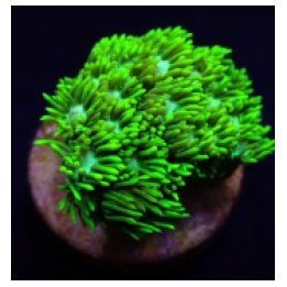 Goniopora spp. (Green) (Ultra) (frag) | LPS-kivikoralli | A…