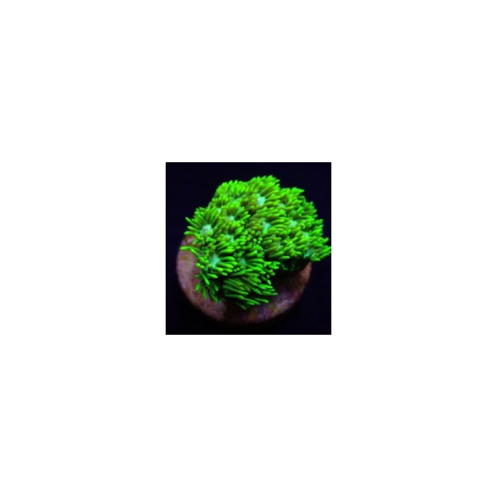 Goniopora spp. (Green) (Ultra) (frag) | LPS-kivikoralli | A…