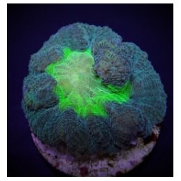 Pectinia spp. (Green Center) (frag) | LPS-kivikoralli | Akv…