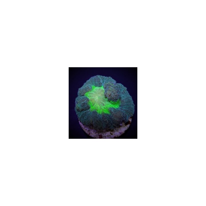 Pectinia spp. (Green Center) (frag) | LPS-kivikoralli | Akv…