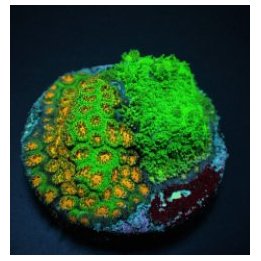 Leptastrea spp. (Ultra) (frag) | LPS-kivikoralli | Akvaario…