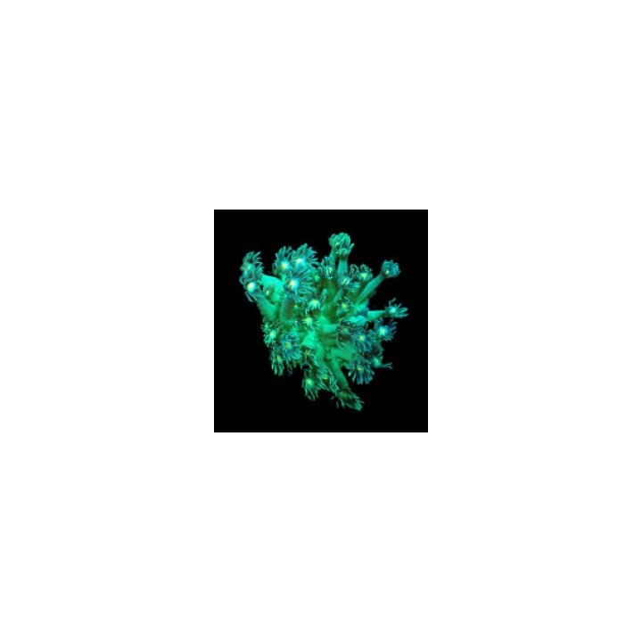 Goniopora spp. (Green-Yellow Center) (frag) | LPS-kivikoral…