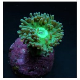 Duncanopsammia axifuga (frag) (p/p) | LPS-kivikoralli | Akv…