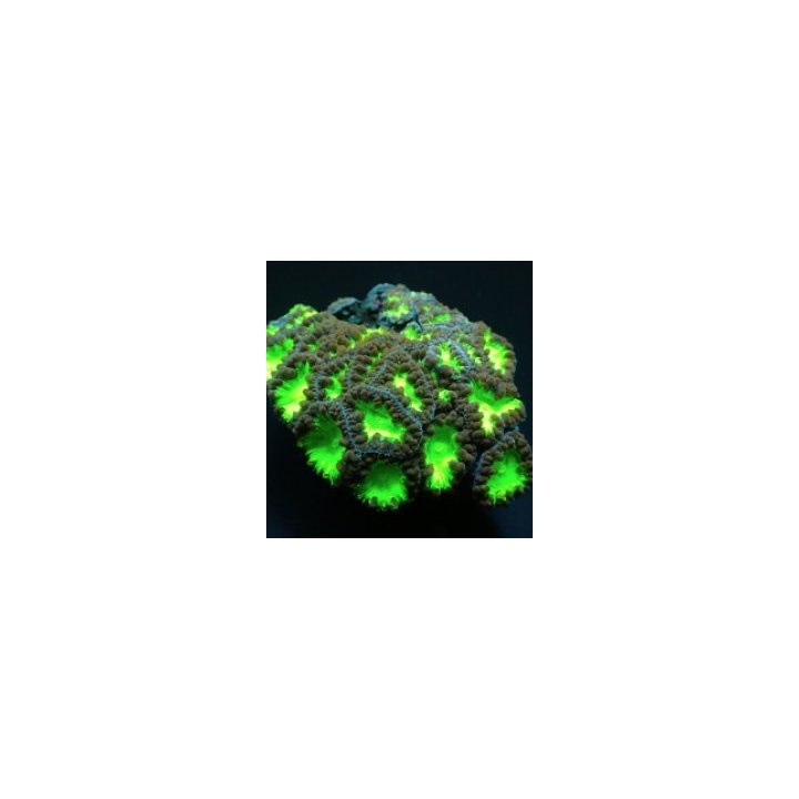 Blastomussa wellsi (Green) (2 hds.) (frag) | LPS-kivikorall…
