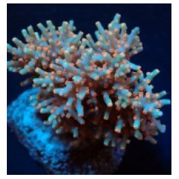 Cyphastrea decadia (frag) | LPS-kivikoralli | Akvaariokeidas