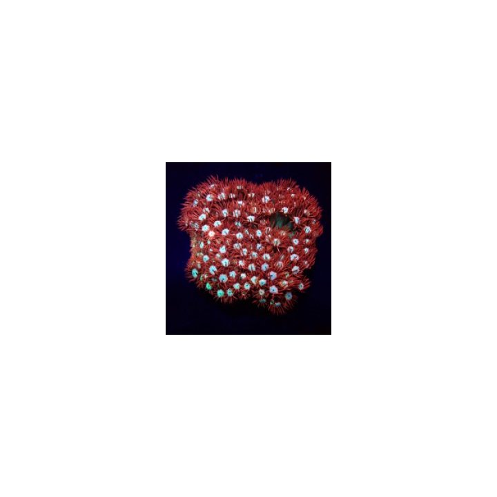 Goniopora spp. (Fire and Ice) (frag) | LPS-kivikoralli | Ak…