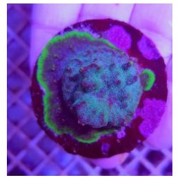 Psammocora spp. (Purple-Green) (frag) | LPS-kivikoralli | A…