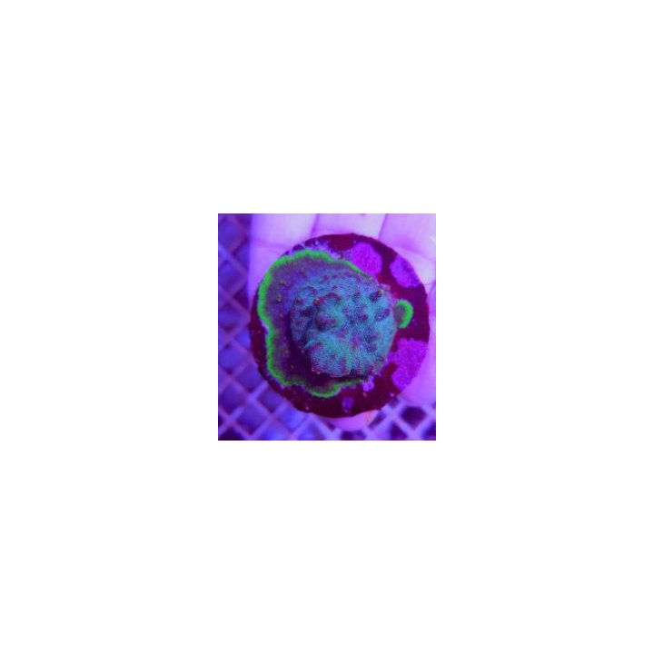 Psammocora spp. (Purple-Green) (frag) | LPS-kivikoralli | A…