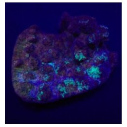 Mycedium spp. (Premium) (frag) | LPS-kivikoralli | Akvaario…