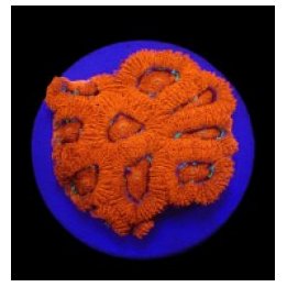 Micromussa amakusensis (frag) | LPS-kivikoralli | Akvaariok…