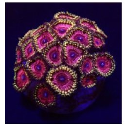 Zoanthus spp. (Ultra) (frag) | pehmytkoralli | Akvaariokeid…