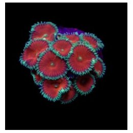 Palythoa spp. (Red Death) (frag) | pehmytkoralli | Akvaario…