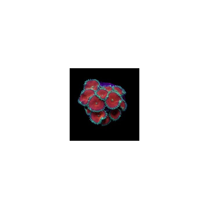 Palythoa spp. (Red Death) (frag) | pehmytkoralli | Akvaario…