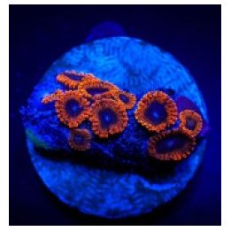 Zoanthus spp. (Lunar Eclipse) (frag) | pehmytkoralli | Akva…