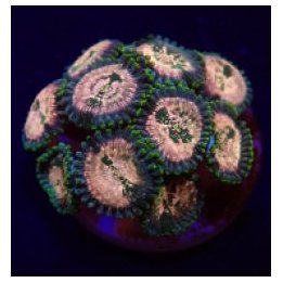 Zoanthus spp. (Hawaiian People Eater) (frag) | pehmytkorall…