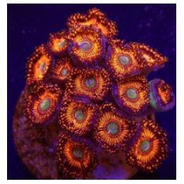 Zoanthus spp. (Everlasting Gobstoppers) (frag) | pehmytkora…