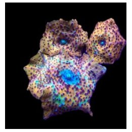 Discosoma spp. (Special Selected) (Ultra) (1 ear) | pehmytk…