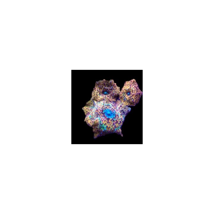 Discosoma spp. (Special Selected) (Ultra) (1 ear) | pehmytk…