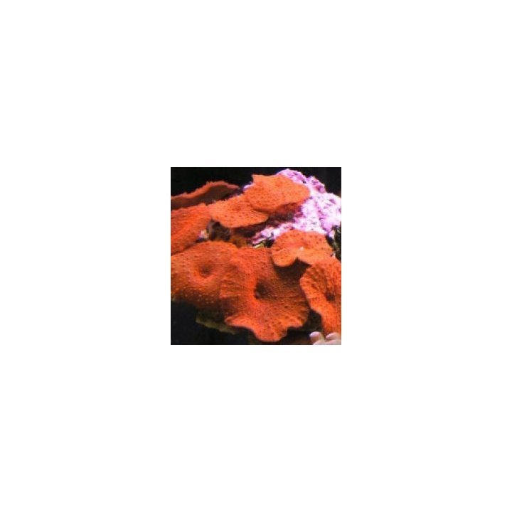 Discosoma spp. (Red) (Grade A) (1 ear) | pehmytkoralli | Ak…