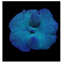 Rhodactis spp. (Blue) (1 ear) | pehmytkoralli | Akvaariokei…